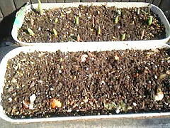 チューリップの植え方：日がたつと土が圧縮されて少し減ります。