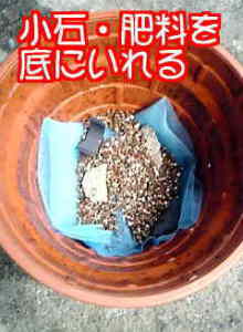 チューリップ育て方、鉢に小石と肥料