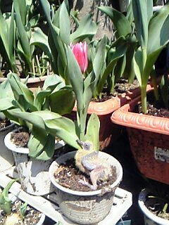チューリップの花が咲いたら、画像にするために写真撮影