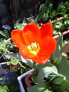 赤色のチューリップ花（植物）の無料画像素材集01