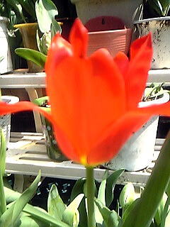 赤色のチューリップ花（植物）の無料画像素材集02