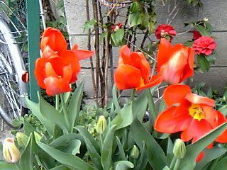 赤色のチューリップ花（植物）の無料画像素材集0104