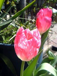 チューリップ花（植物）の無料画像素材集0106