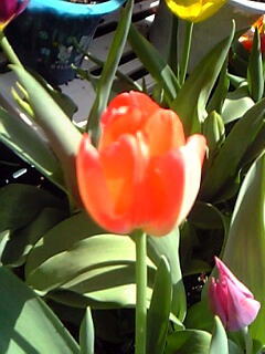 チューリップ花（植物）の無料画像素材集0107