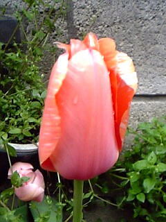 チューリップ花（植物）の無料画像素材集0111