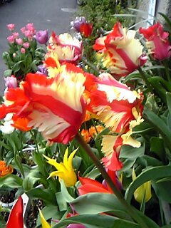 チューリップ花（植物）の無料画像素材集0112