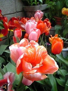 バイカラーチューリップ花（植物）の無料画像素材集0115