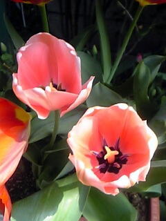 一重咲きチューリップ花（植物）の無料画像素材集0105