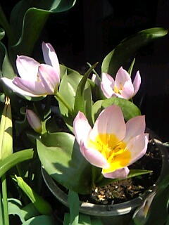 一重咲きチューリップ花（植物）の無料画像素材集0110