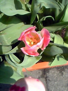 一重咲きチューリップ花（植物）の無料画像素材集0111