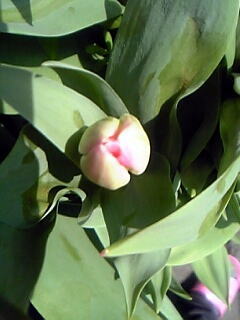 一重咲きチューリップ花（植物）の無料画像素材集0112
