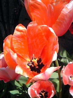 一重咲きチューリップ花（植物）の無料画像素材集0113