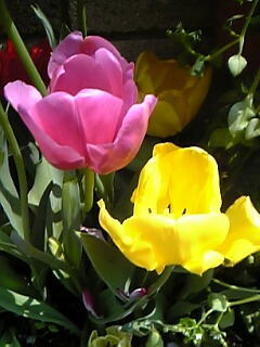 一重咲きチューリップ花（植物）の無料画像素材集0114