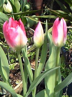 一重咲きチューリップ花（植物）の無料画像素材集0120