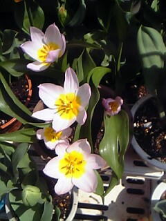 一重咲き（その２）チューリップ花（植物）の無料画像素材集0202