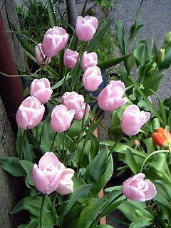 一重咲き（その２）チューリップ花（植物）の無料画像素材集0204