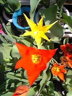 色々ミックスその２チューリップ花（植物）の無料画像素材集0205