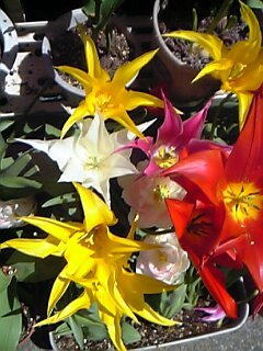 色々ミックスその２チューリップ花（植物）の無料画像素材集0213