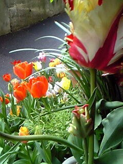 色々ミックスその２チューリップ花（植物）の無料画像素材集0215