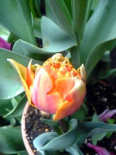 オレンジ色のチューリップ花（植物）の無料画像素材集0101