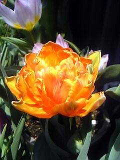 オレンジ色のチューリップ花（植物）の無料画像素材集0102