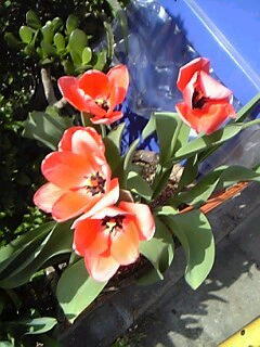 オレンジ色のチューリップ花（植物）の無料画像素材集0103