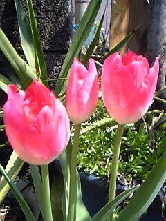ピンク色のチューリップ花（植物）の無料画像素材集0101