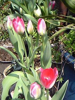 ピンク色のチューリップ花（植物）の無料画像素材集0109