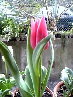 ピンク色のチューリップ花（植物）の無料画像素材集0110