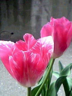 ピンク色のチューリップ花（植物）の無料画像素材集0114