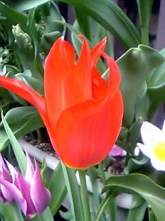 ユリ咲きチューリップ花（植物）の無料画像素材集0104