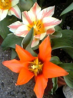 ユリ咲きチューリップ花（植物）の無料画像素材集0105